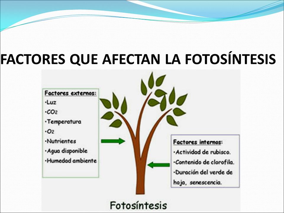 OBJETIVOS Determinar los factores limitantes de la OBJETIVOS Determinar los factores limitantes de la