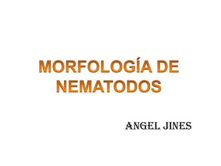 MORFOLOGÍA DE NEMATODOS