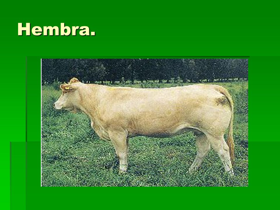 prohibido hembra piel oscura prohibido hembra piel oscura