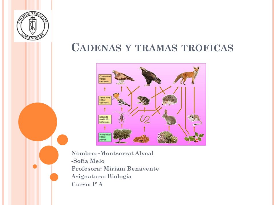las cadenas y tramas troficas cadenas y tramas troficas ppt descargar las cadenas y tramas troficas cadenas y tramas troficas ppt descargar