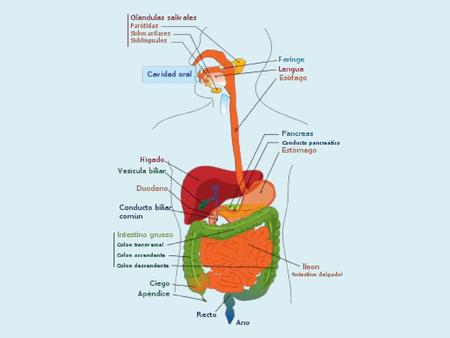 Parts de l’aparell digestiu