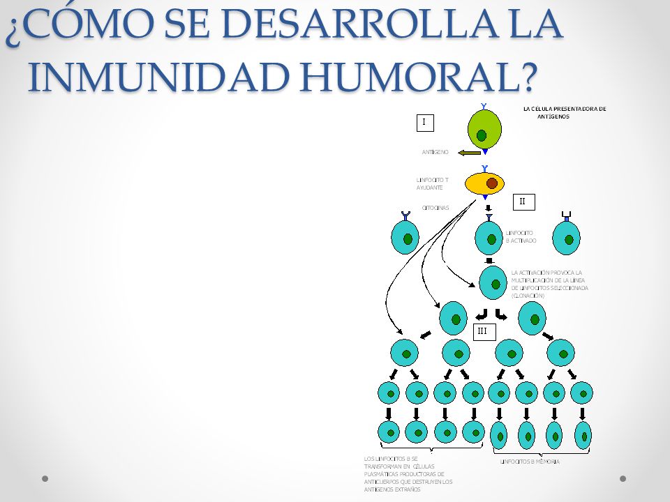 OBSERVA https://www.youtube.com/watch?v=m_v6wk3Mo ppt OBSERVA https://www.youtube.com/watch?v=m_v6wk3Mo ppt