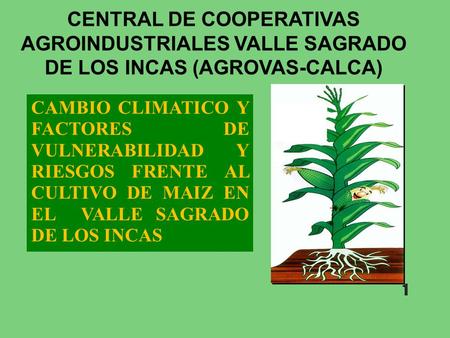 CENTRAL DE COOPERATIVAS AGROINDUSTRIALES VALLE SAGRADO DE LOS INCAS (AGROVAS-CALCA) CAMBIO CLIMATICO Y FACTORES DE VULNERABILIDAD Y RIESGOS FRENTE AL.