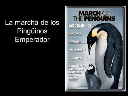 La marcha de los Pingüinos Emperador