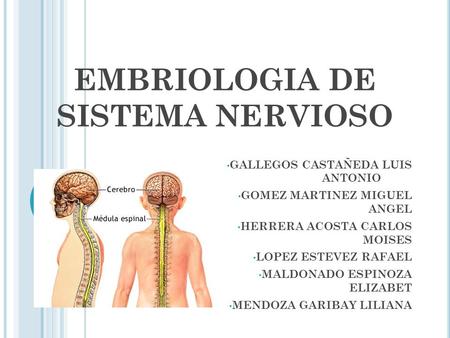 EMBRIOLOGIA DE SISTEMA NERVIOSO