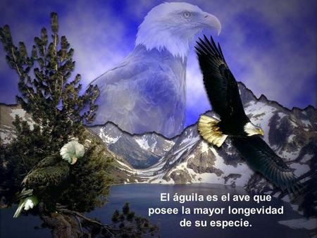 El águila es el ave que posee la mayor longevidad de su especie.