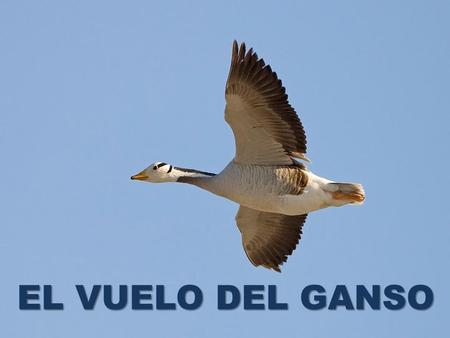 EL VUELO DEL GANSO.