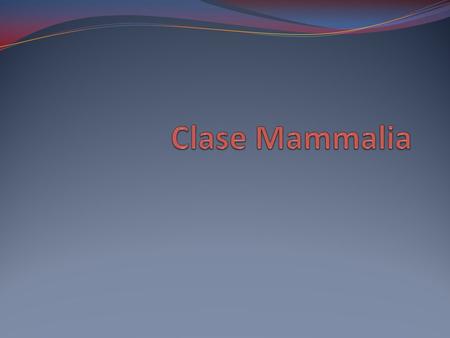 Clase Mammalia.