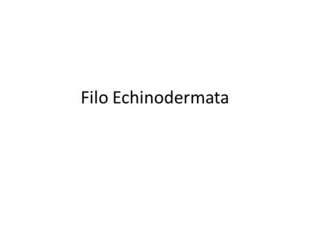 Filo Echinodermata.