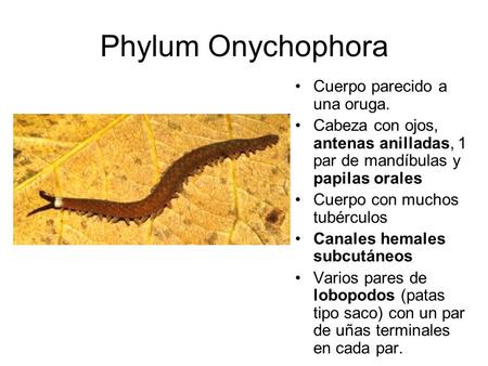 Phylum Onychophora Cuerpo parecido a una oruga.