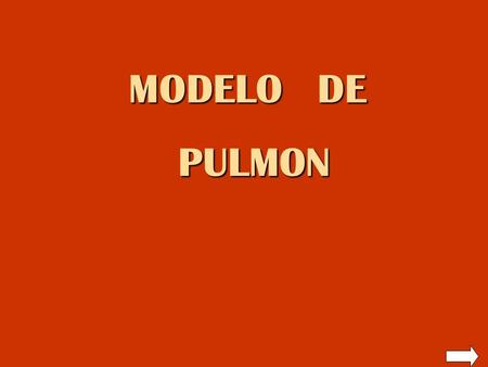 MODELO DE PULMON.