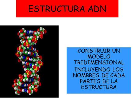 ESTRUCTURA ADN CONSTRUIR UN MODELO TRIDIMENSIONAL
