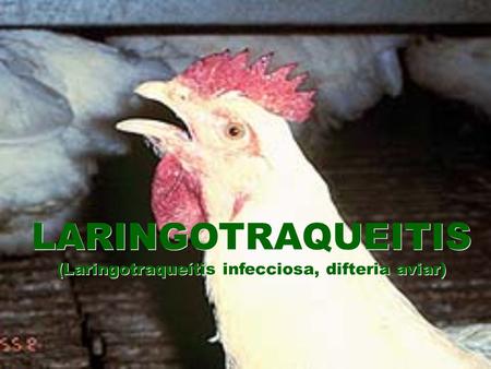 (Laringotraqueítis infecciosa, difteria aviar)