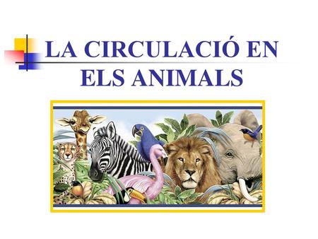 LA CIRCULACIÓ EN ELS ANIMALS