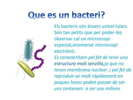 Que es un bacteri? Els bacteris són éssers unicel·lulars. Són tan petits que per poder-los observar cal un microscopi especial,anomenat microscopi electrònic.