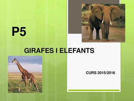 GIRAFES I ELEFANTS CURS 2015/2016