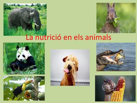 La nutrició en els animals