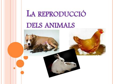 La reproducció dels animals