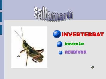 Saltamartí INVERTEBRAT insecte HERBÍVOR.