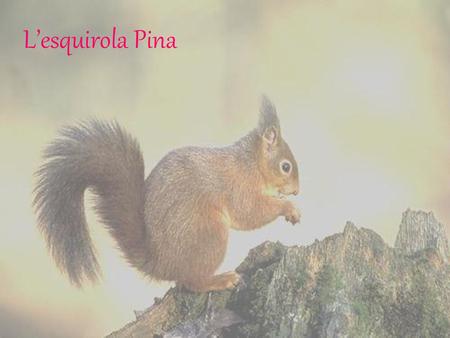 L’esquirola Pina.