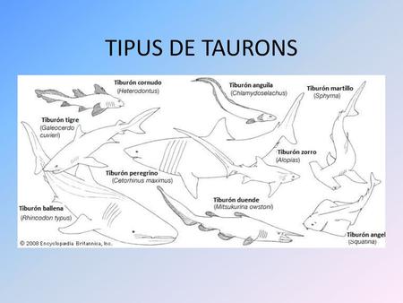 TIPUS DE TAURONS.