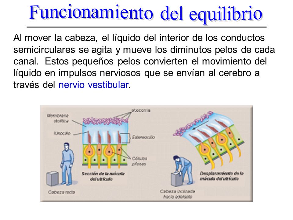 Resultado de imagen de otoconia funcion
