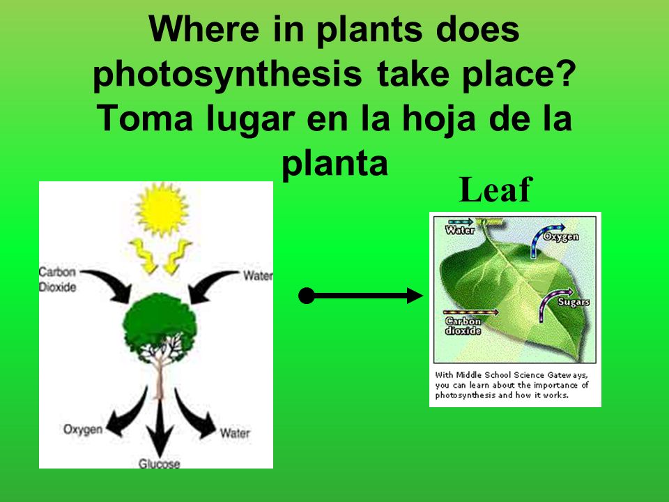 Where does photsynthesis take place