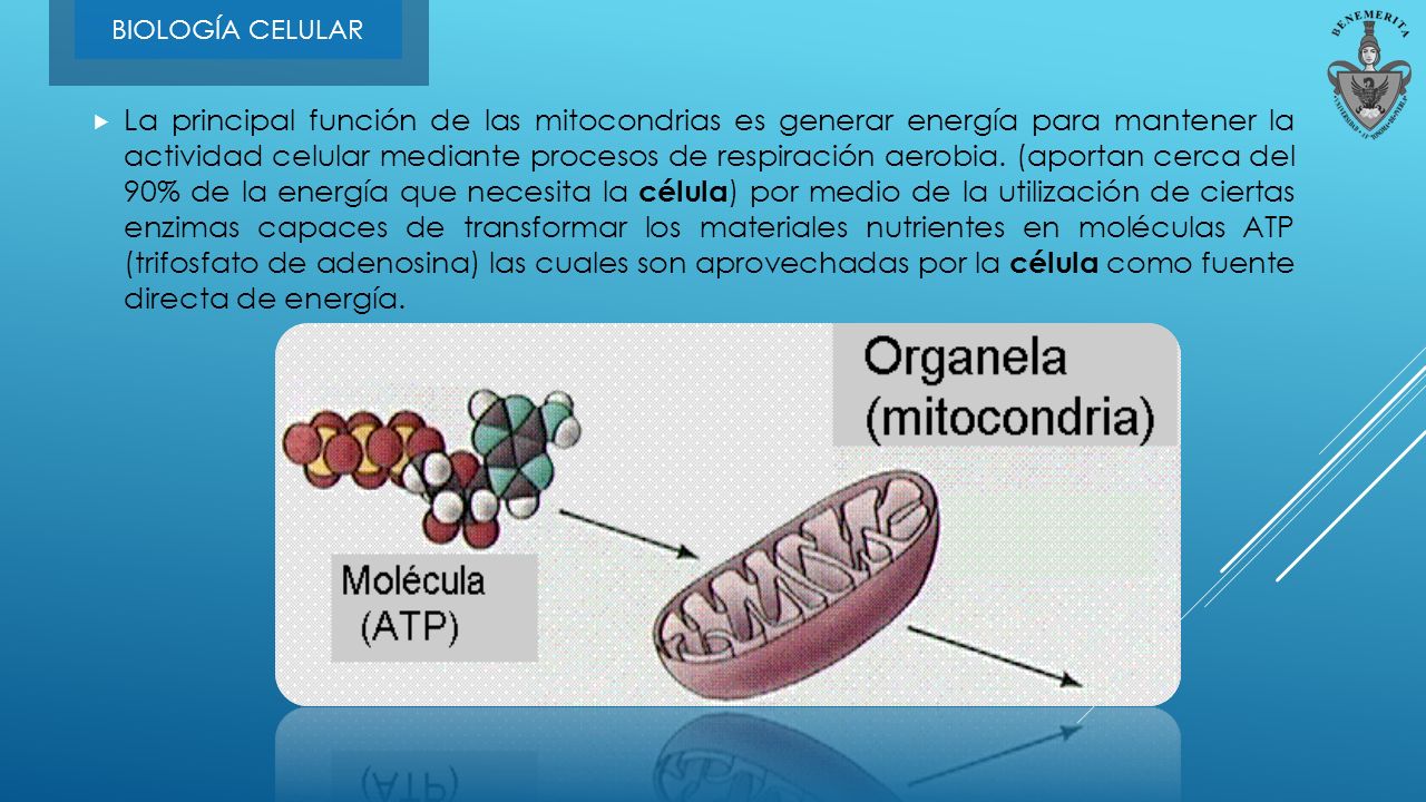 Resultado de imagen de La principal funciÃ³n de la mitocondria es general energÃ­a