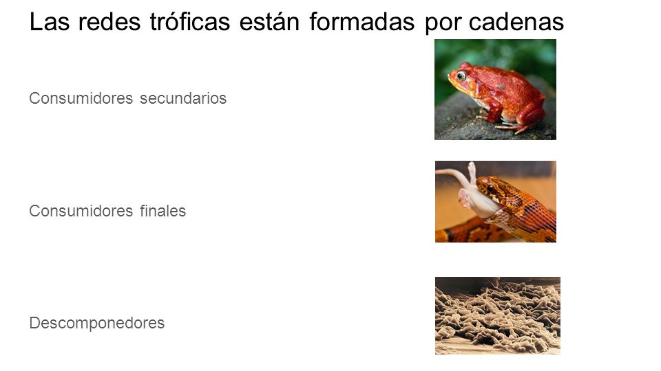 las cadenas troficas estan formadas por redes tr 243 ficas experimentos ppt descargar las cadenas troficas estan formadas por redes tr 243 ficas experimentos ppt descargar