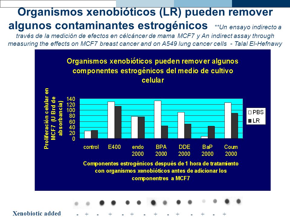 Organismos xenobióticos (LR) pueden remover algunos contaminantes estrogénicos **Un ensayo indirecto a través de la medición de efectos en célcáncer de mama MCF7 y An indirect assay through measuring the effects on MCF7 breast cancer and on A549 lung cancer cells - Talal El-Hefnawy