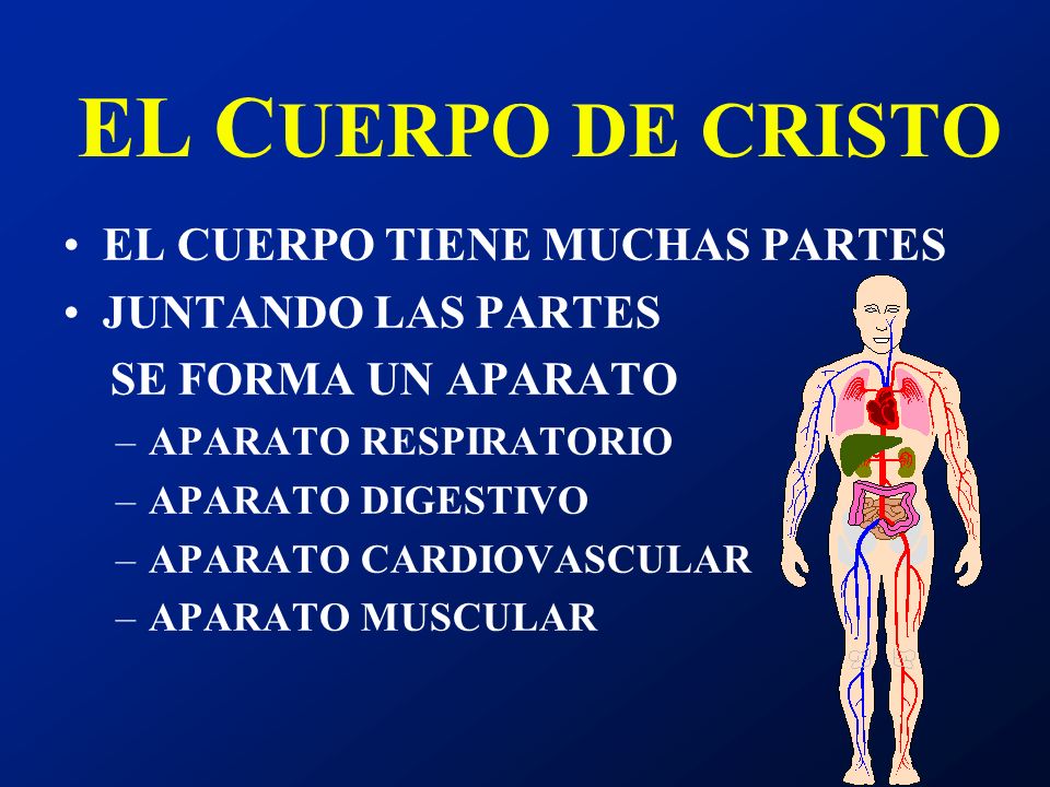 EL CUERPO DE CRISTO EL CUERPO TIENE MUCHAS PARTES JUNTANDO LAS PARTES