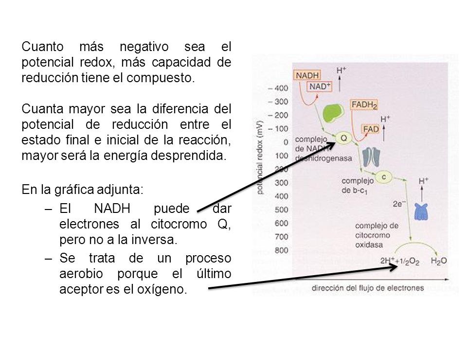 Cuanto más negativo sea el potencial redox, más capacidad de reducción tiene el compuesto.