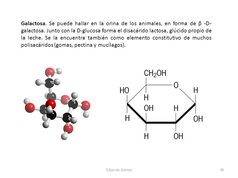 Galactosa. Se puede hallar en la orina de los animales, en forma de β -D-galactosa. Junto con la D-glucosa forma el disacárido lactosa, glúcido propio de la leche. Se la encuentra también como elemento constitutivo de muchos polisacáridos (gomas, pectina y mucílagos).