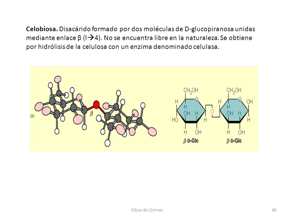 Celobiosa. Disacárido formado por dos moléculas de D-glucopiranosa unidas mediante enlace β (l4). No se encuentra libre en la naturaleza. Se obtiene por hidrólisis de la celulosa con un enzima denominado celulasa.