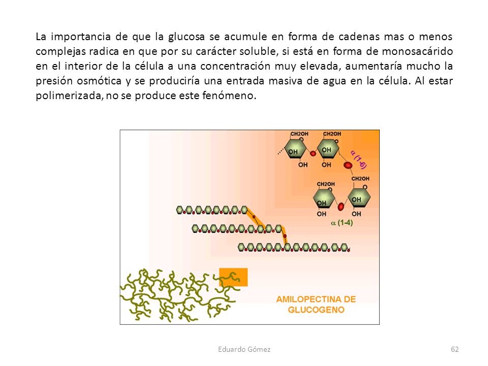 La importancia de que la glucosa se acumule en forma de cadenas mas o menos complejas radica en que por su carácter soluble, si está en forma de monosacárido en el interior de la célula a una concentración muy elevada, aumentaría mucho la presión osmótica y se produciría una entrada masiva de agua en la célula. Al estar polimerizada, no se produce este fenómeno.