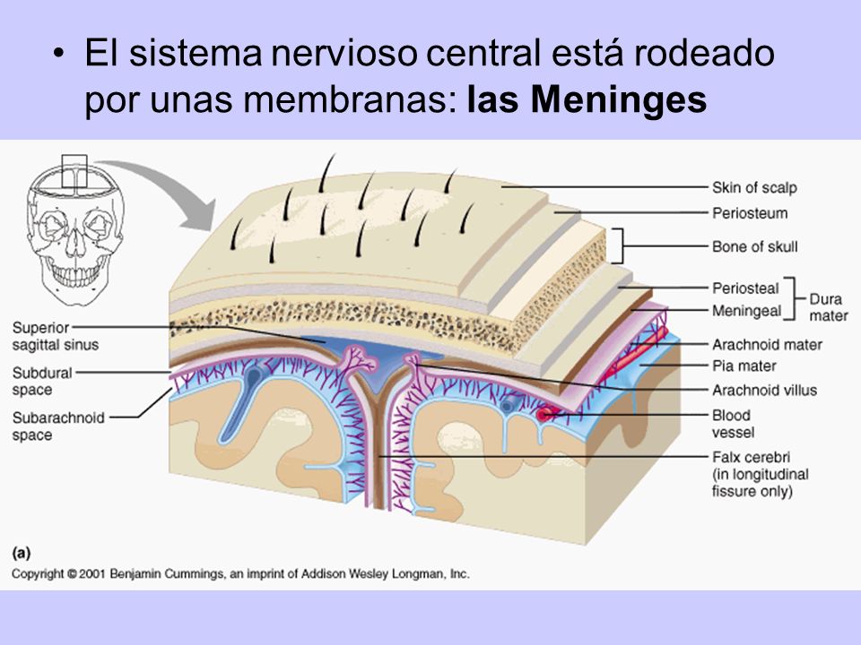 El sistema nervioso central está rodeado por unas membranas: las Meninges