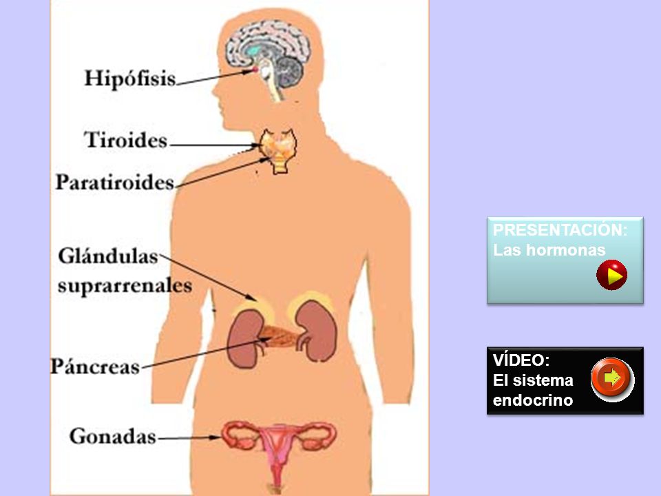 PRESENTACIÓN: Las hormonas VÍDEO: El sistema endocrino