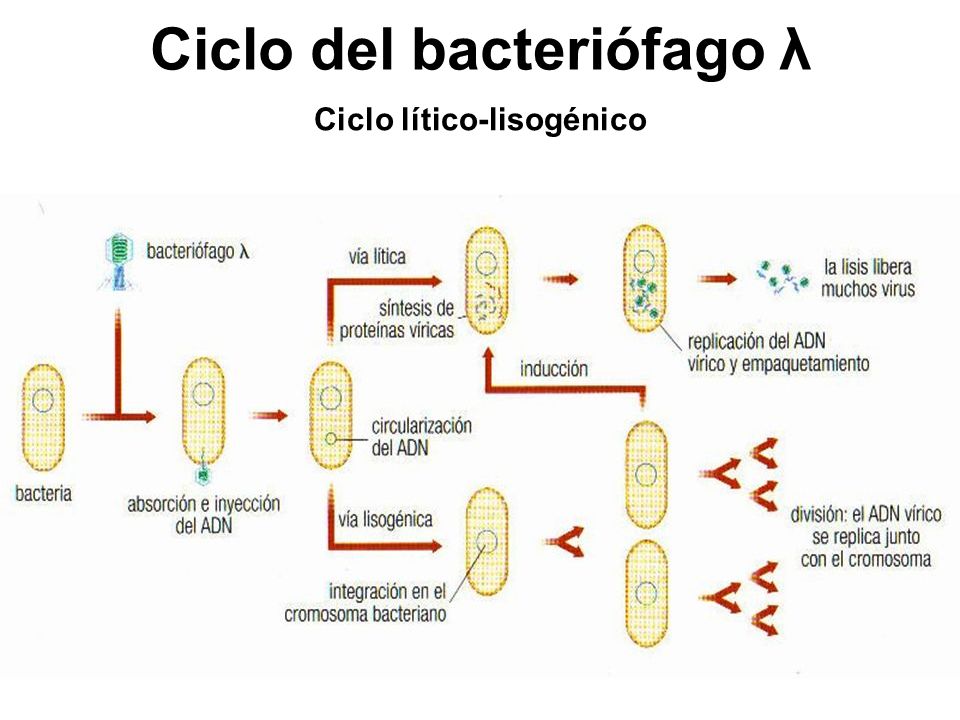 Ciclo del bacteriófago λ