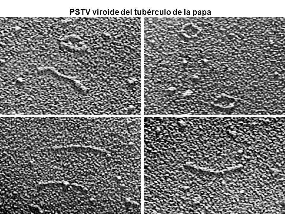 PSTV viroide del tubérculo de la papa