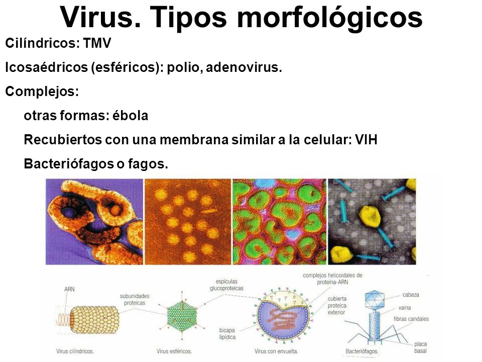 Virus. Tipos morfológicos