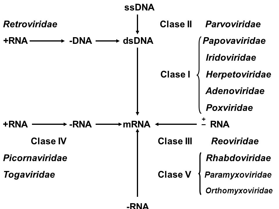 Retroviridae Clase II Parvoviridae +RNA -DNA dsDNA Papovaviridae