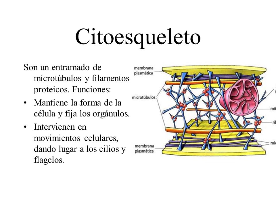 Citoesqueleto Son un entramado de microtúbulos y filamentos proteicos. Funciones: Mantiene la forma de la célula y fija los orgánulos.