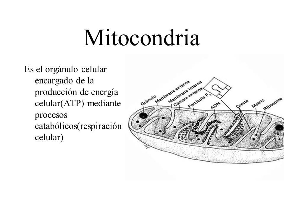 Mitocondria Es el orgánulo celular encargado de la producción de energía celular(ATP) mediante procesos catabólicos(respiración celular)