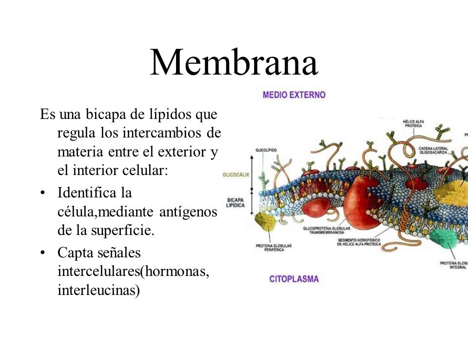 Membrana Es una bicapa de lípidos que regula los intercambios de materia entre el exterior y el interior celular: