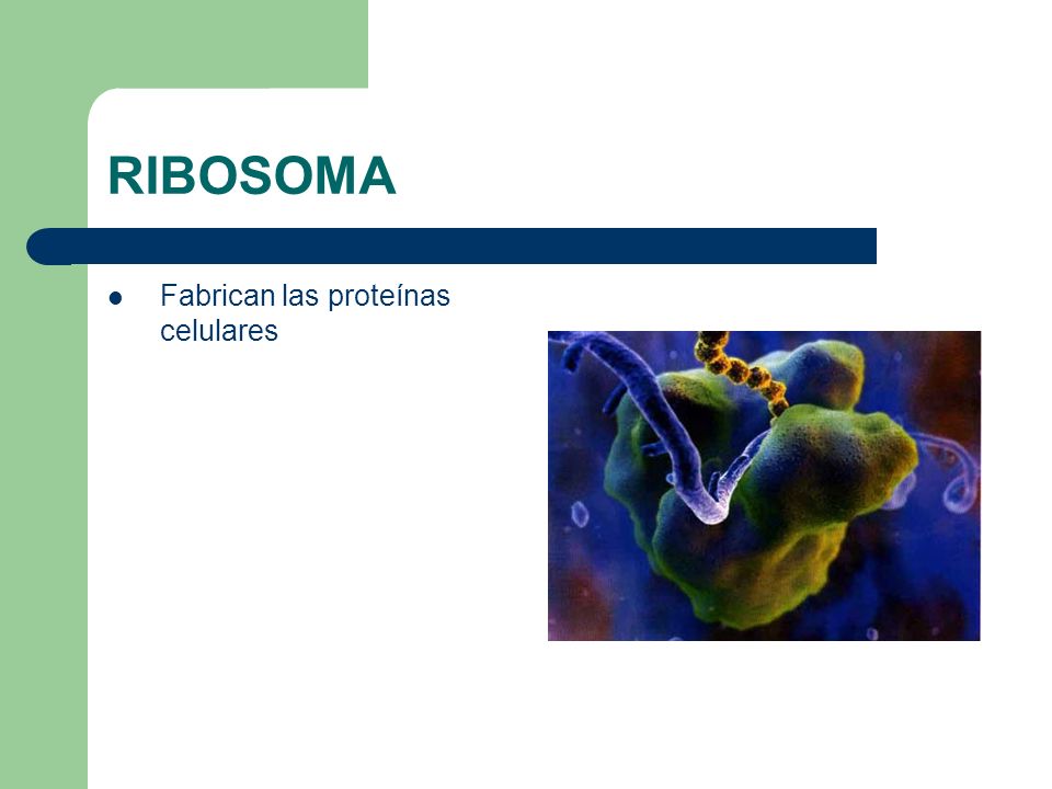 RIBOSOMA Fabrican las proteínas celulares