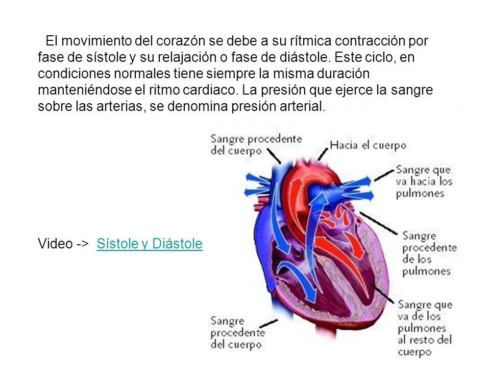 El movimiento del corazón se debe a su rítmica contracción por fase de sístole y su relajación o fase de diástole. Este ciclo, en condiciones normales tiene siempre la misma duración manteniéndose el ritmo cardiaco. La presión que ejerce la sangre sobre las arterias, se denomina presión arterial.