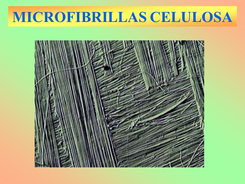 MICROFIBRILLAS CELULOSA