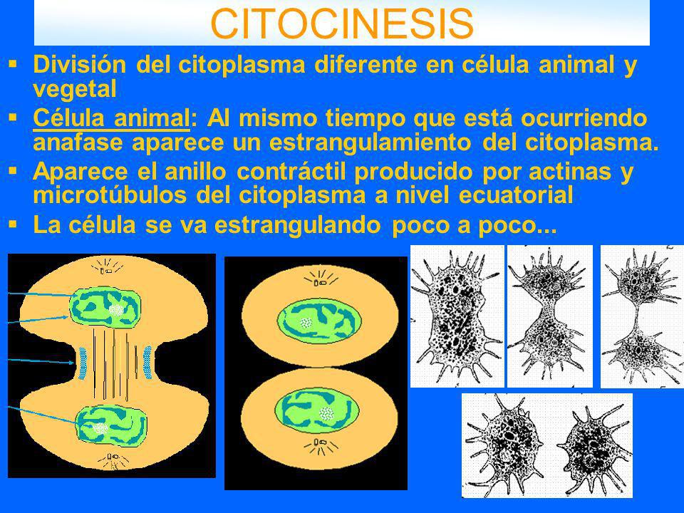 CITOCINESIS División del citoplasma diferente en célula animal y vegetal.