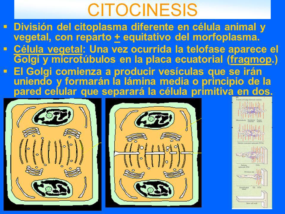 CITOCINESIS División del citoplasma diferente en célula animal y vegetal, con reparto + equitativo del morfoplasma.