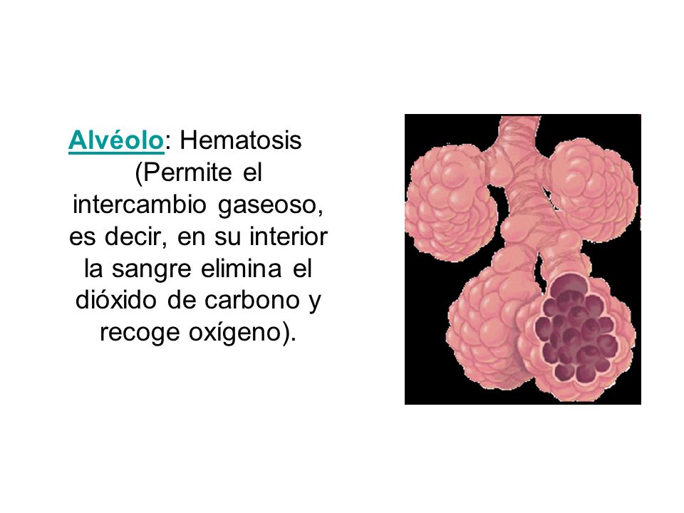 Alvéolo: Hematosis (Permite el intercambio gaseoso, es decir, en su interior la sangre elimina el dióxido de carbono y recoge oxígeno).